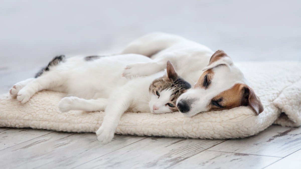 Кошка спит на собаке