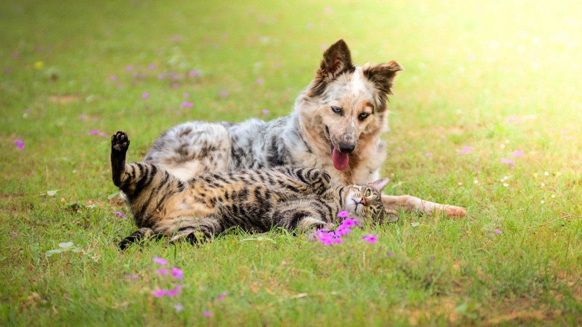 Кошки и собаки