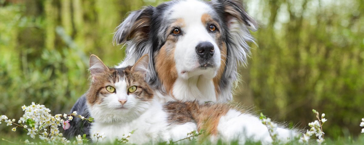 Кавалер Кинг-Чарльз-спаниель + австралийская овчарка