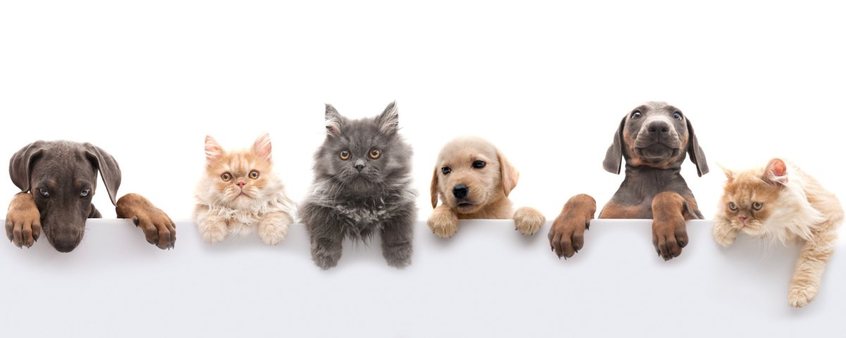 Обложка для зоомагазина