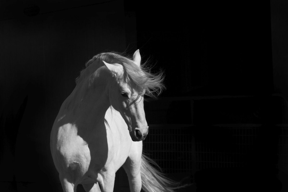 Белая лошадь на темном фоне