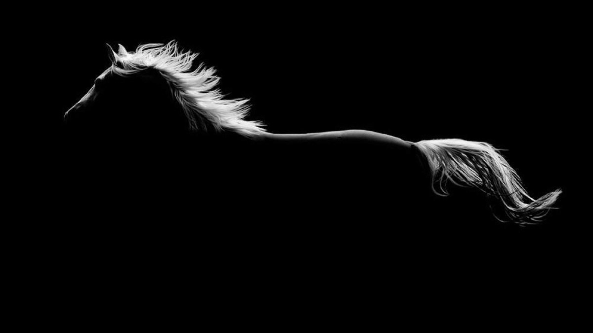 Конь на черном фоне