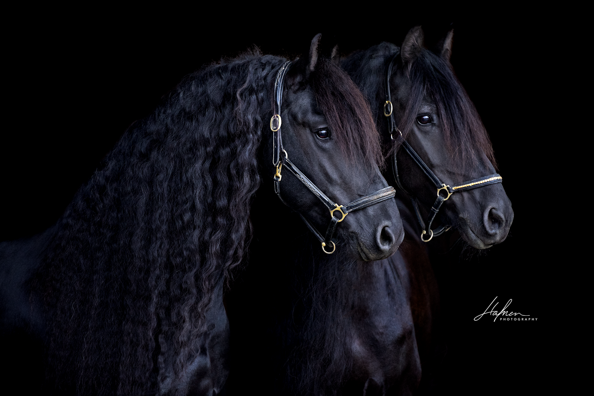 Лошадь на темном фоне