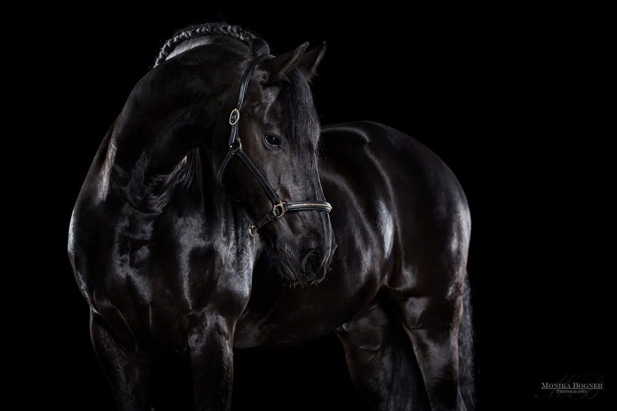 Лошадь на черном фоне