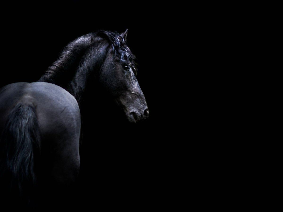 Лошадь черный