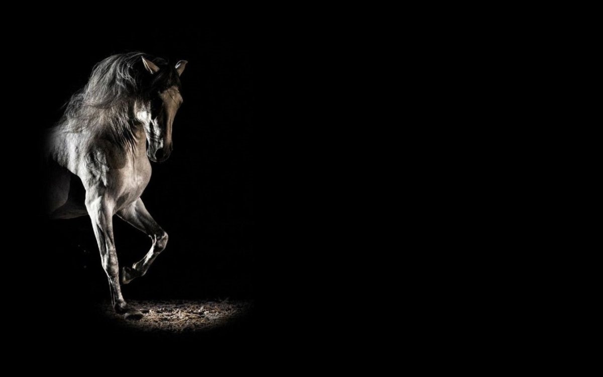 Лошадь на темном фоне