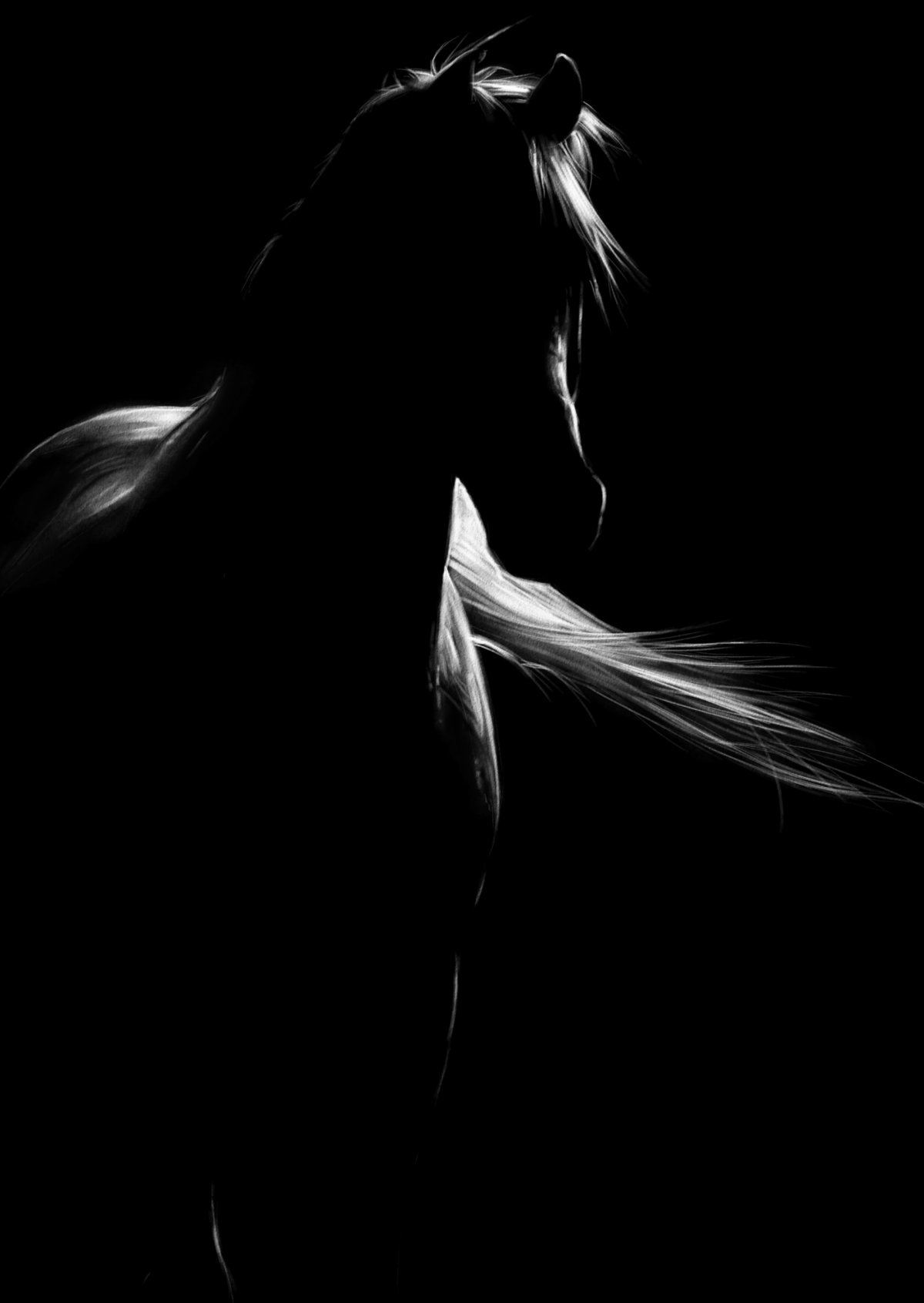 Красивая лошадь на черном фоне