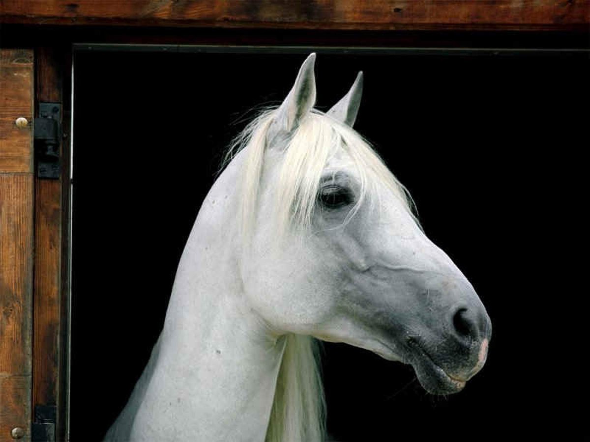 Морда белой лошади