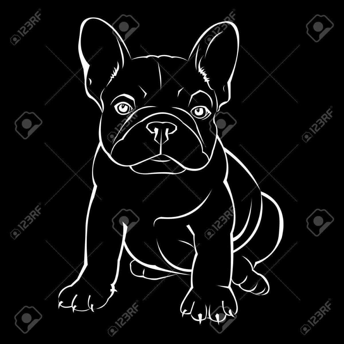 Французский бульдог черно белый сзади