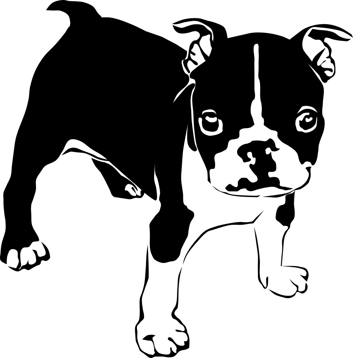 Питбуль Давидыча