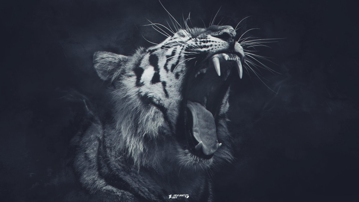 Тигр на темном фоне