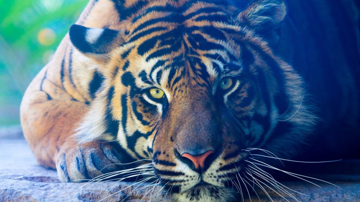 Хищные животные