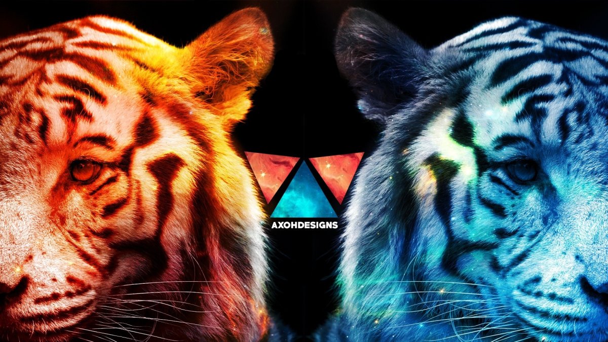 Красивый тигр обои