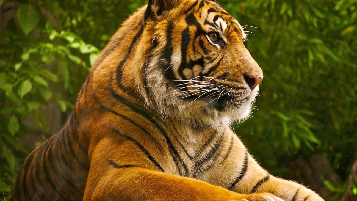 Красивый тигр