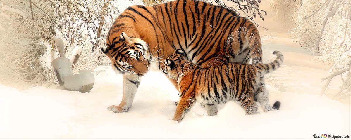 Год голубого водяного тигра 2022