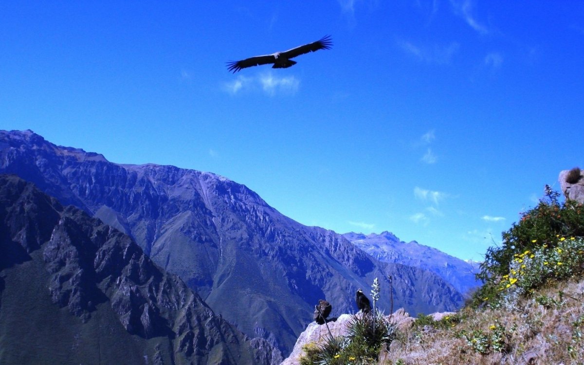 Горный Дагестан Орел Дагестана