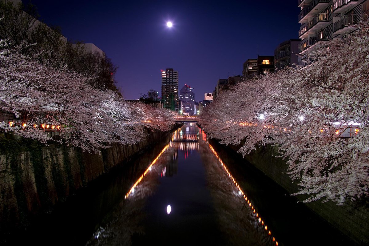 Сеул Южная Корея Сакура ночь