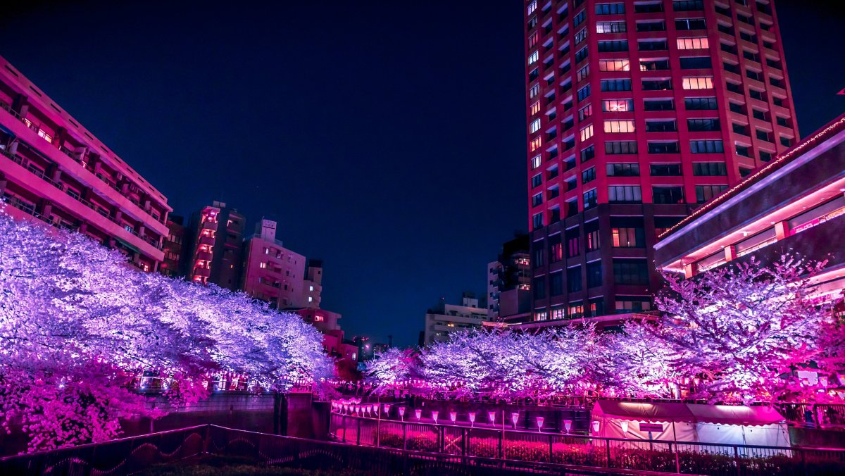 Ночное Токио Сакура