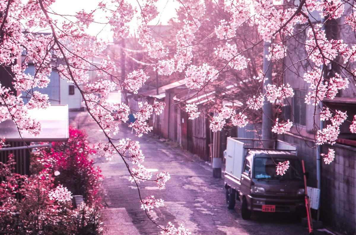 Япония Токио улицы Сакура