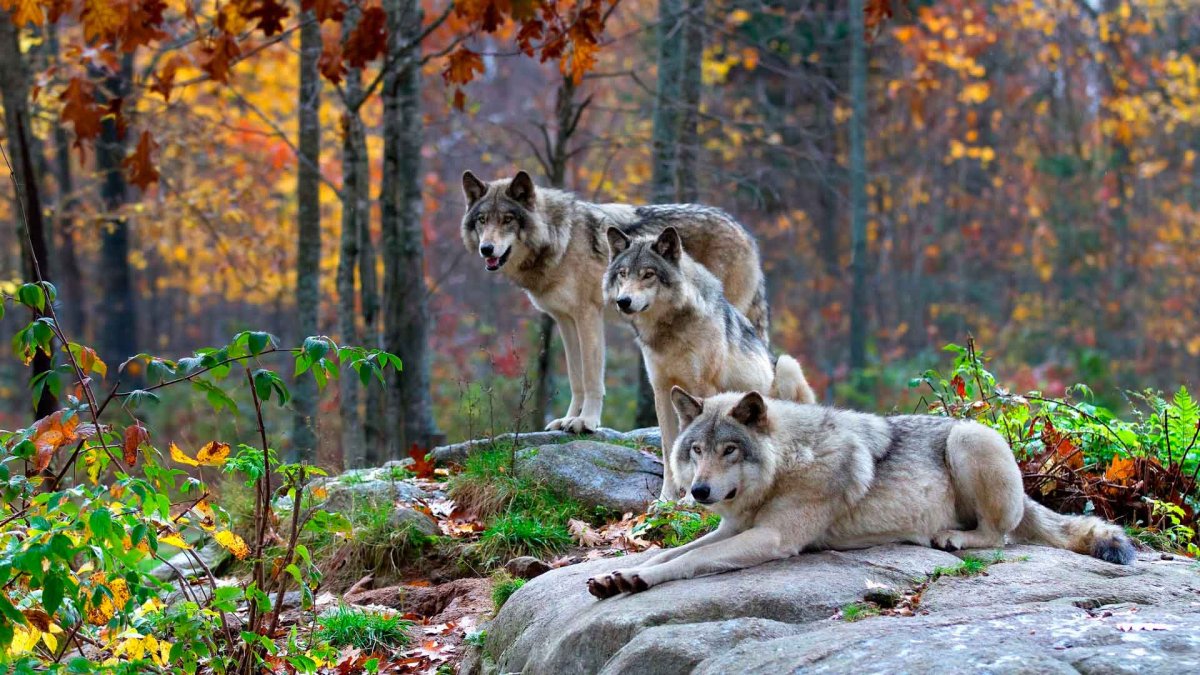 Дикие звери