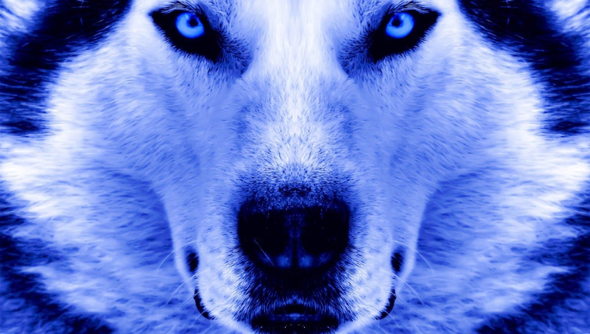 Волк с синими глазами