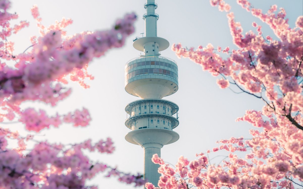 Черри блоссом