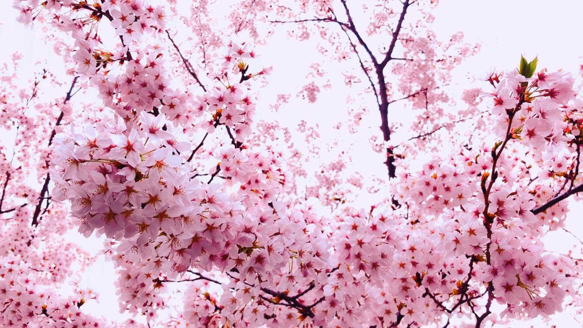 Японские цветы