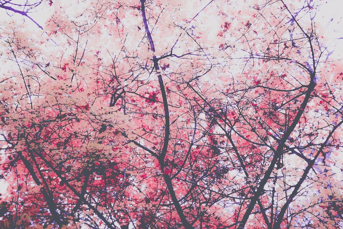 Вечноцветущая Сакура аниме