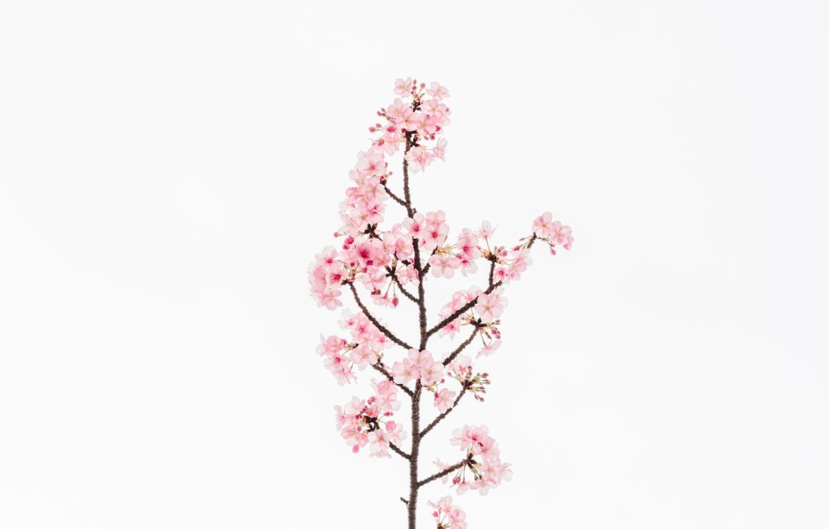 Эстетика розового Сакура