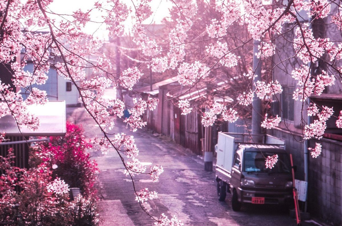 Черри блоссом аниме