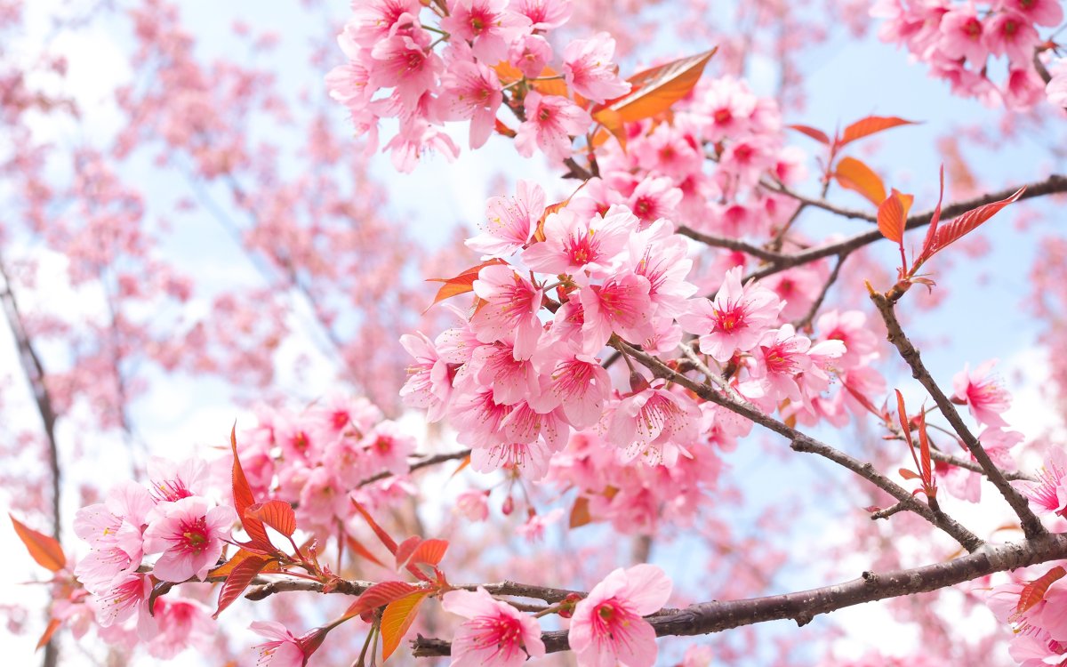 Цветущая Сакура