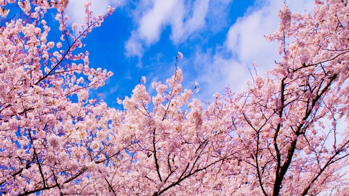 Сакура Тайхаку