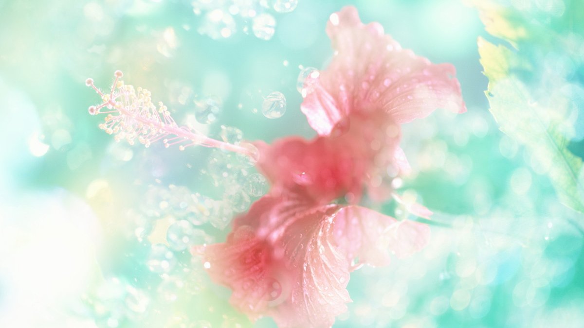 Фон цветы нежные