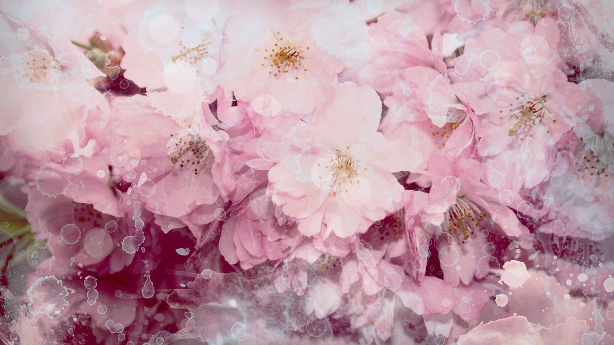 Фон цветы нежные