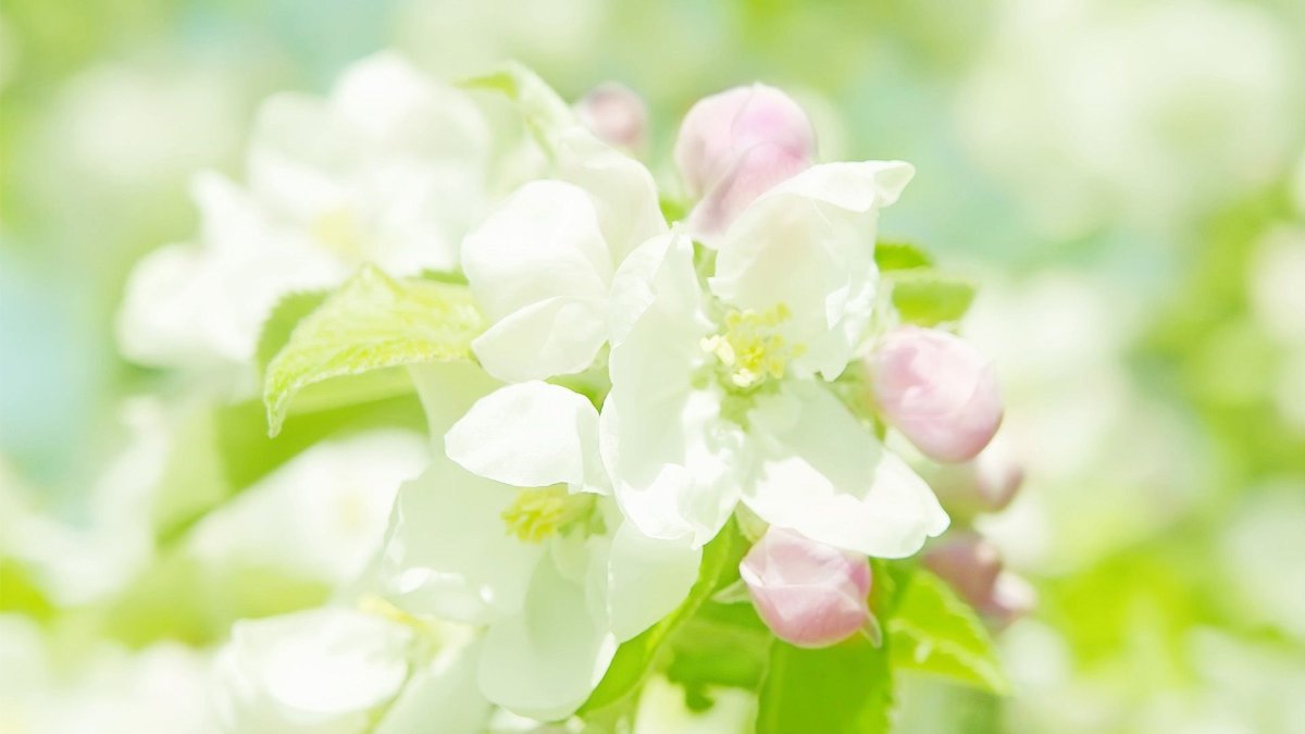 Фон весенний нежный