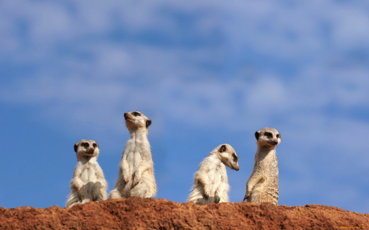 Колония сурикатов