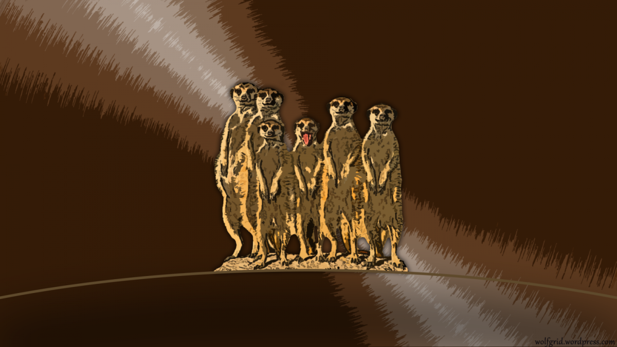 Сурикаты 2008