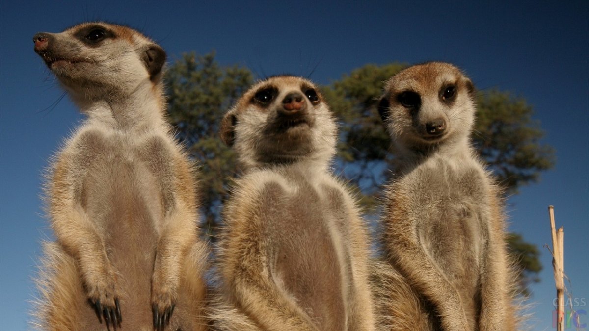 Сурикаты в Африке