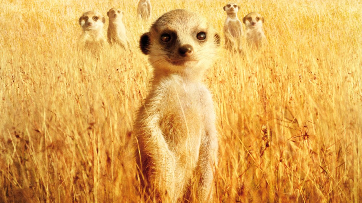 Сурикаты 2008