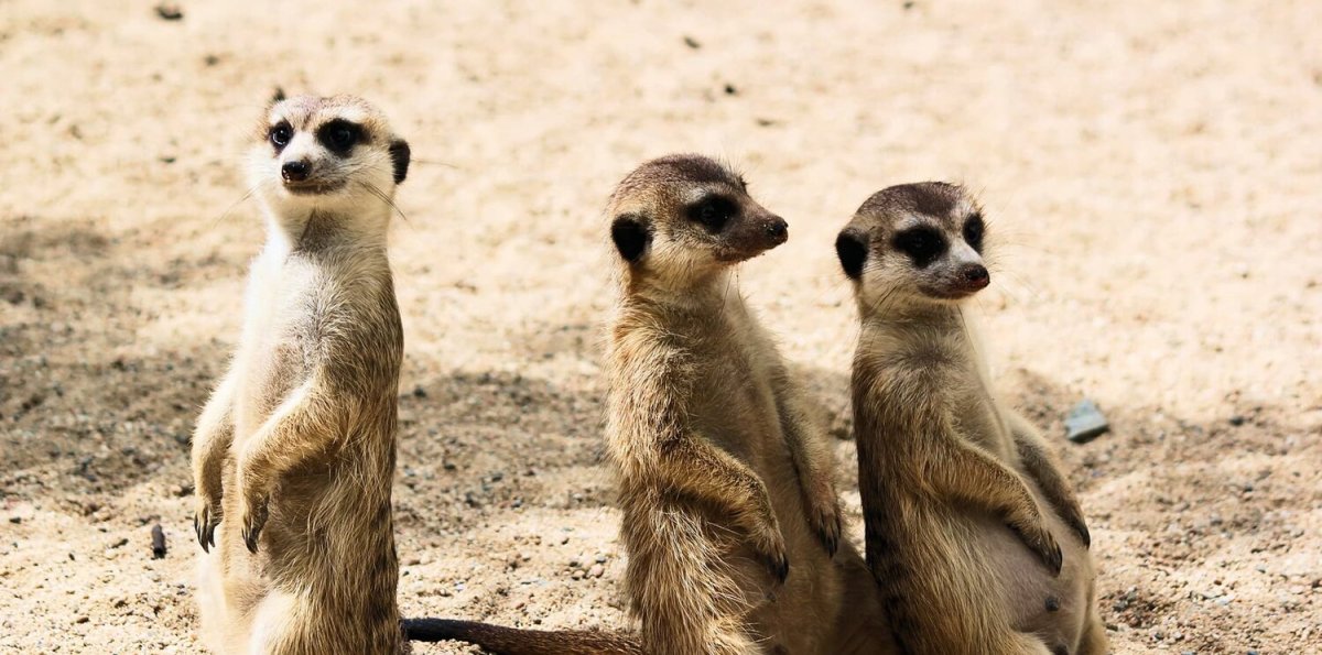 Сурикаты фото смешные