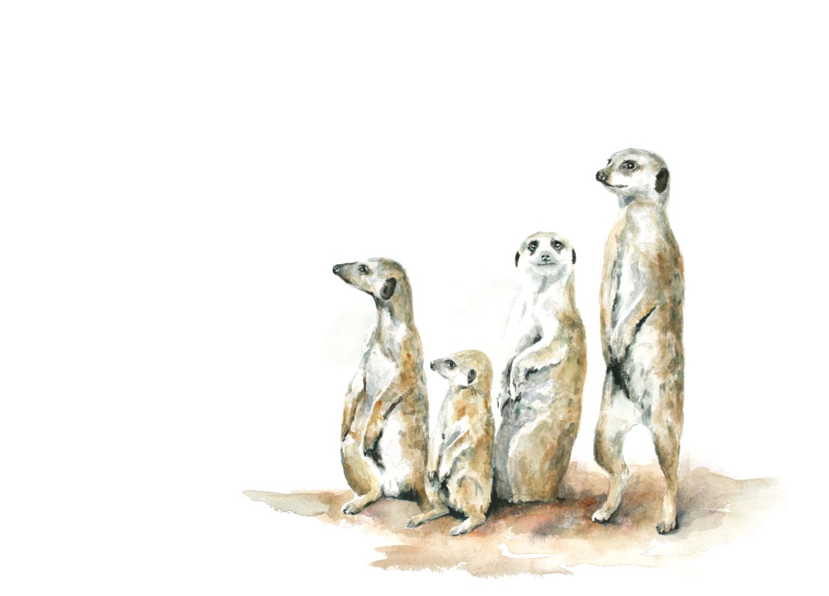 Открытки с сурикатами