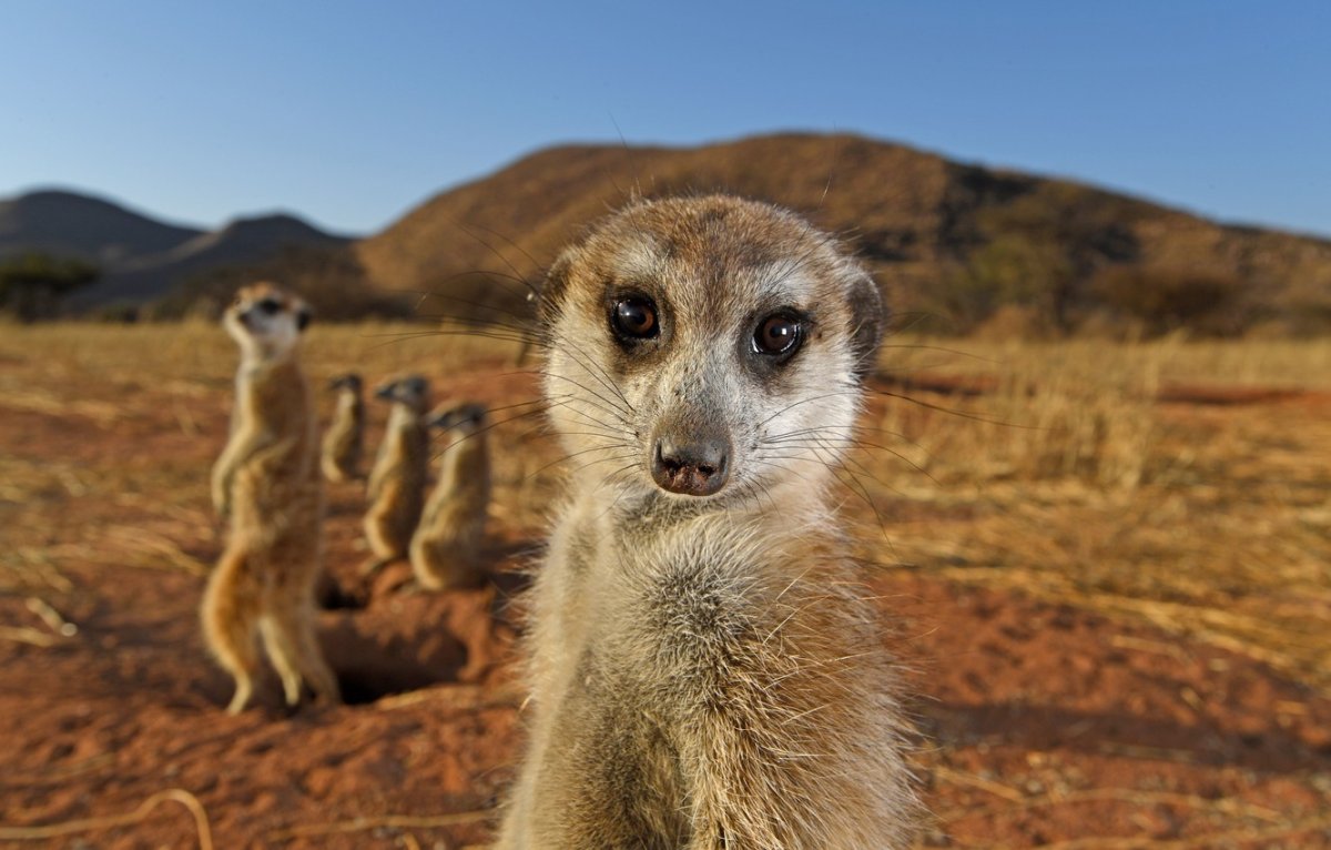 Сурикат выглядывает