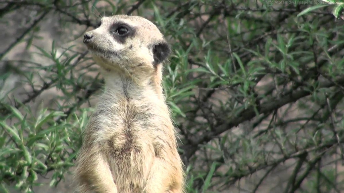 Сурикат Калахари