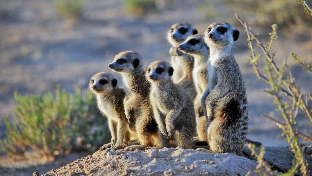 Четырехпалые сурикаты