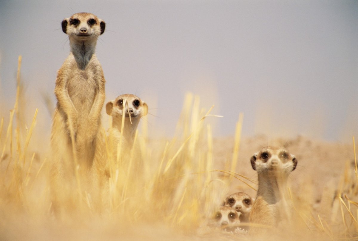 Сурикаты и человек