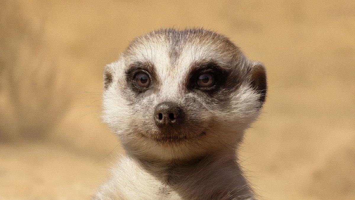 Злой сурикат