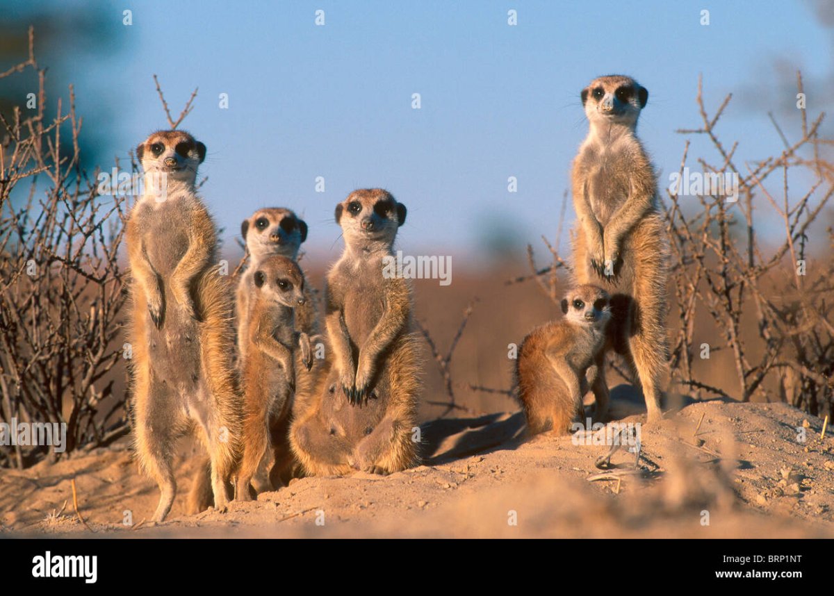 Популяция сурикатов