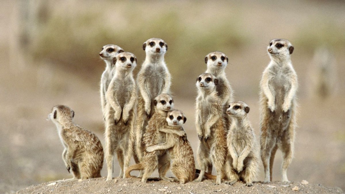 Лунолет сурикат