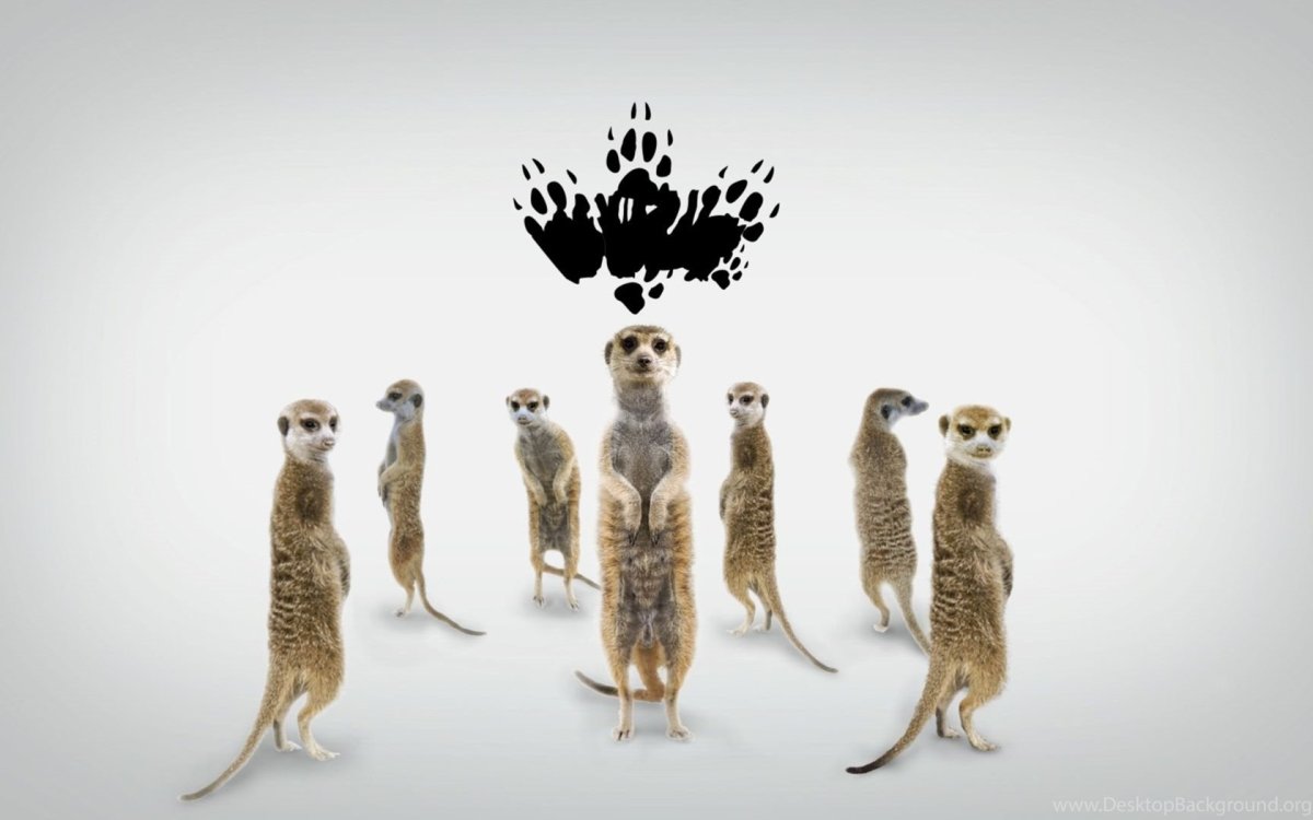 Мангуст и сурикат