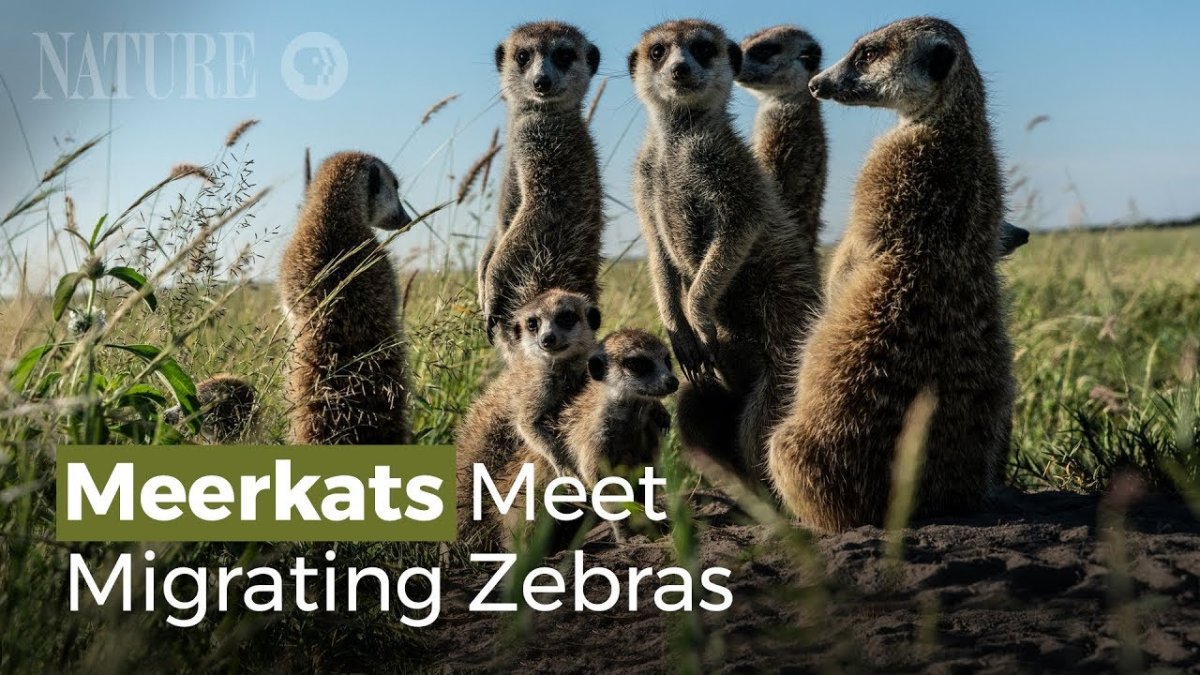 Начеку сурикаты